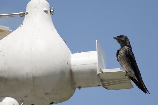 Ravenox Purple Martin Housing