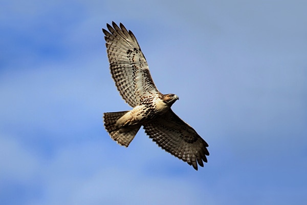 Red Tailed Hawk