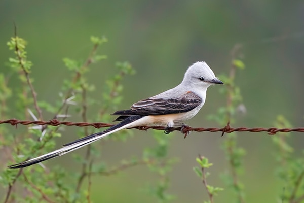 Scissor-tailed flycatcher Oklahoma State Bird