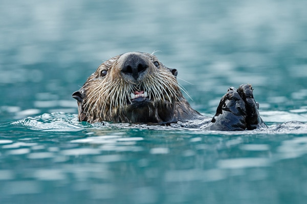 Sea Otter