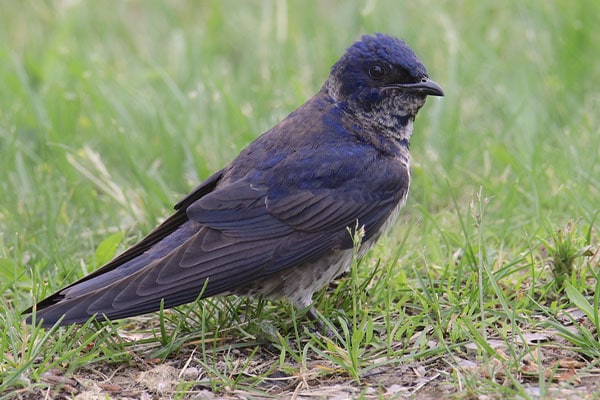What Direction Should A Purple Martin House Face