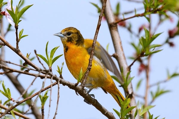 What Do Orioles Eat? A Comprehensive View Of An Oriole’s Diet