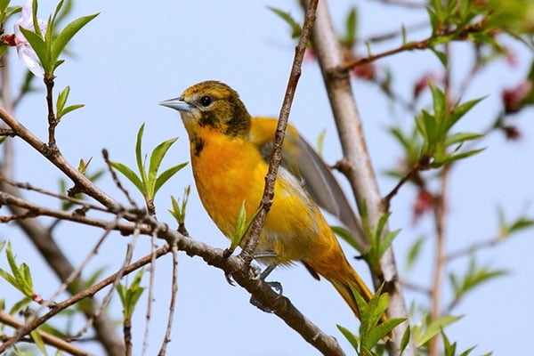 What Do Orioles Eat? Diet Insights