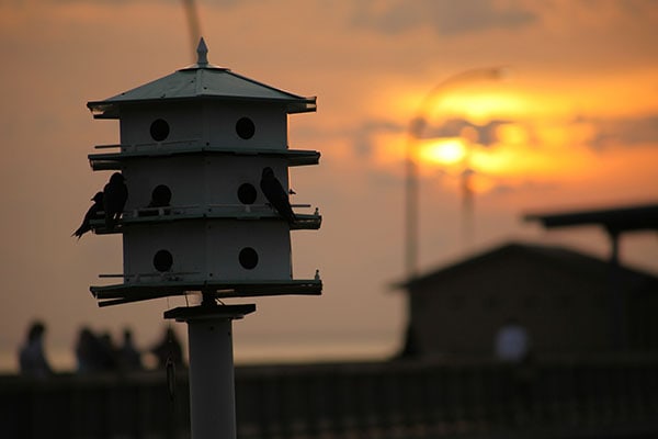 Where Is The Best Place To Install A Purple Martin House?
