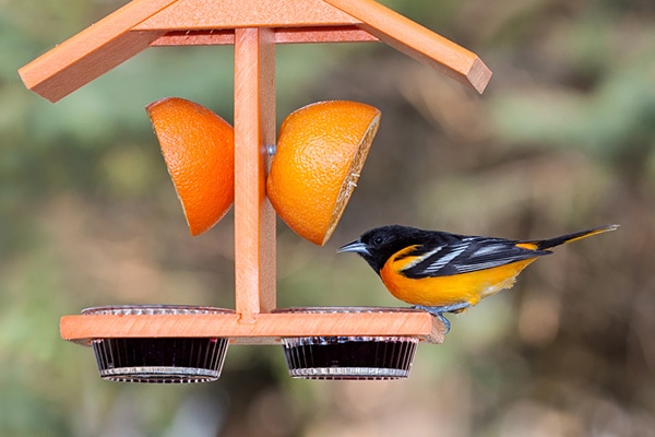 Where to Place An Oriole Feeder (Proven Methods To Attract Orioles)
