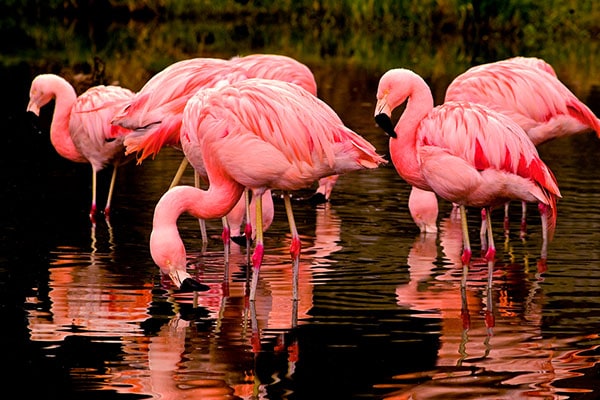 Why Are Flamingos Pink? The Real Answer Here!