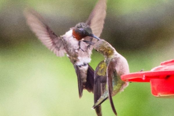 Why Do Hummingbirds Fight