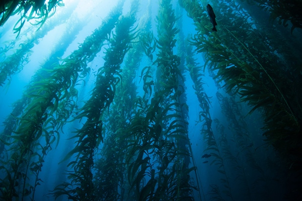 bald eagle kelp forest