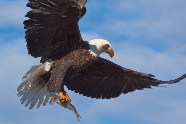 bald eagle with fish from kelp forest