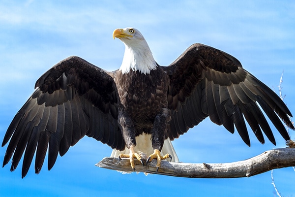 bald eagle