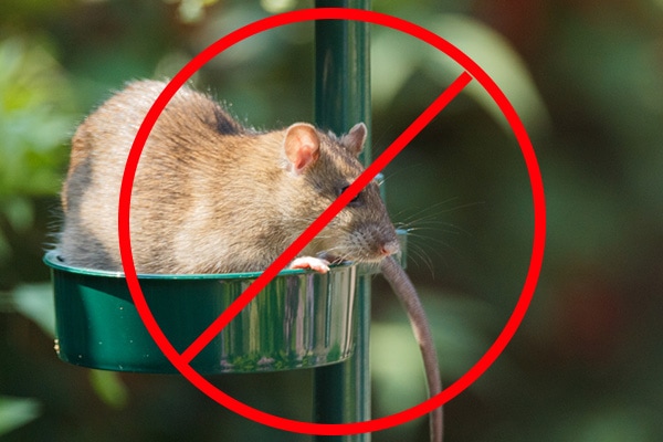 bird feeder and rats