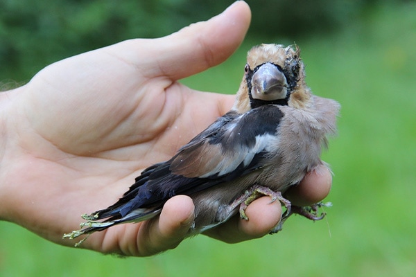 Bird Feeder Disease