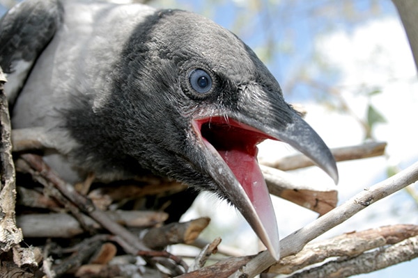 crow talking