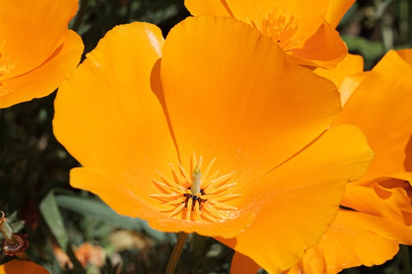 flowers to attract orioles