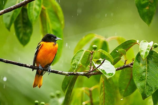 how to attract orioles