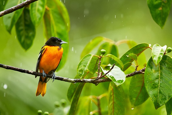 how to attract orioles