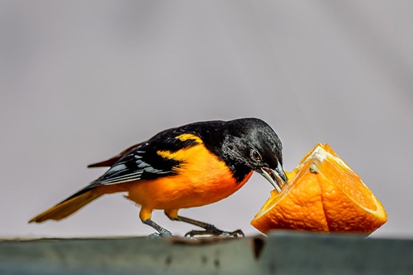 oriole eating an orange