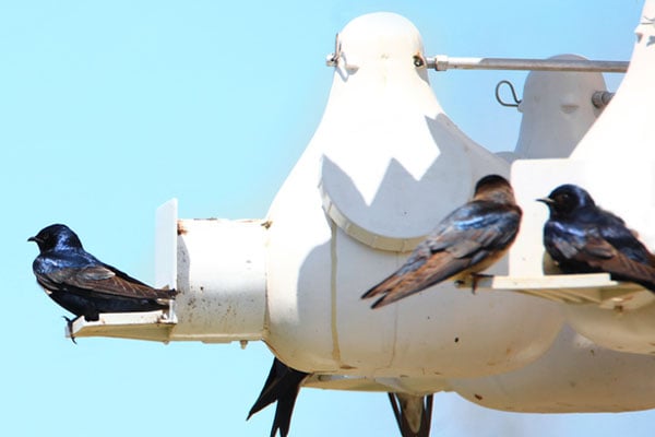 purple martin birdhouses