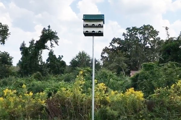 purple martin house in open space