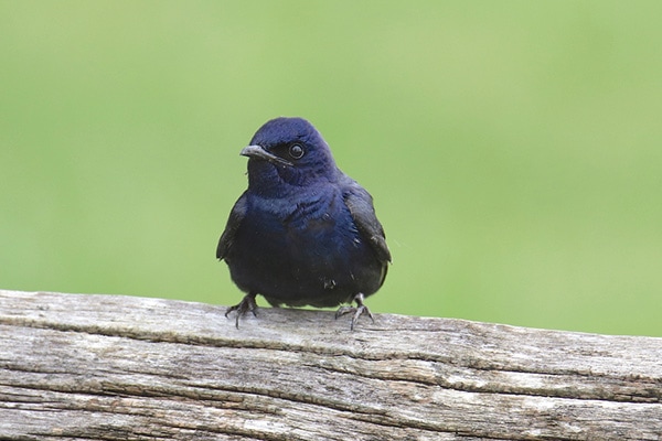 what do purple martins eat