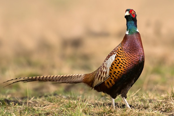 Birding In South Dakota - State Bird - Ring-necked Pheasant