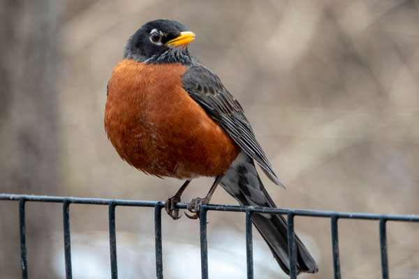Birding In Wisconsin State Bird - American Robin