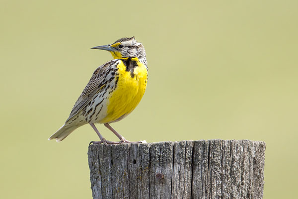 Birding In Wyoming State Bird - Western meadowlark