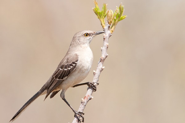 Birding in Texas State Bird - Northern Mockingbird