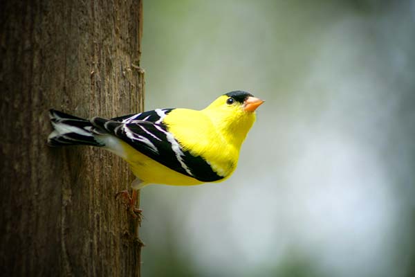 Birding in Washington State Bird American Goldfinch