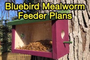 Bluebird Feeder Plans