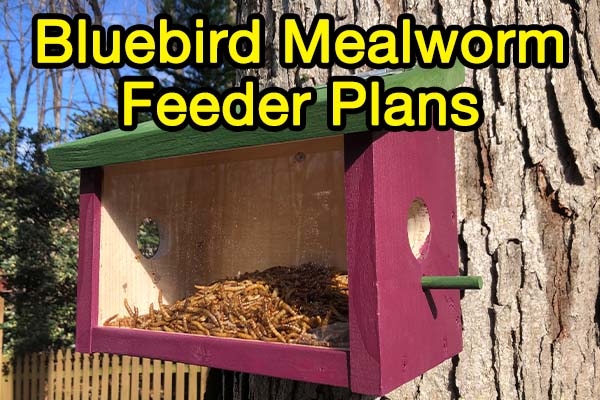 How To Build A Bluebird Feeder **DIY (FREE Plans Available)