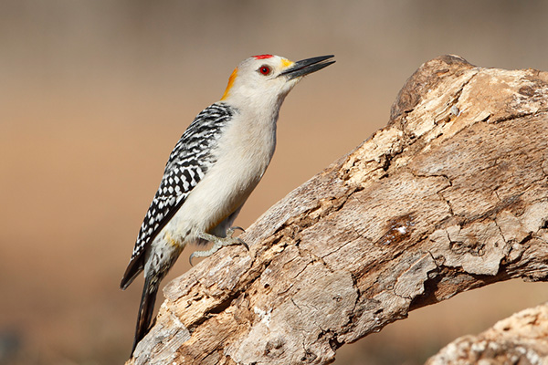 Golden-fronted Woodpecker