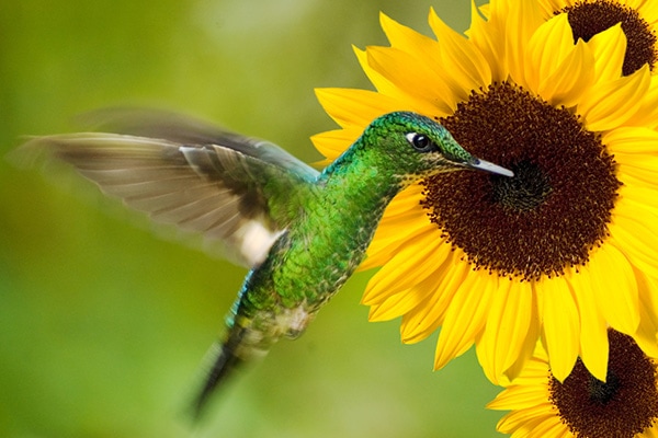 How Do Hummingbirds Fly?