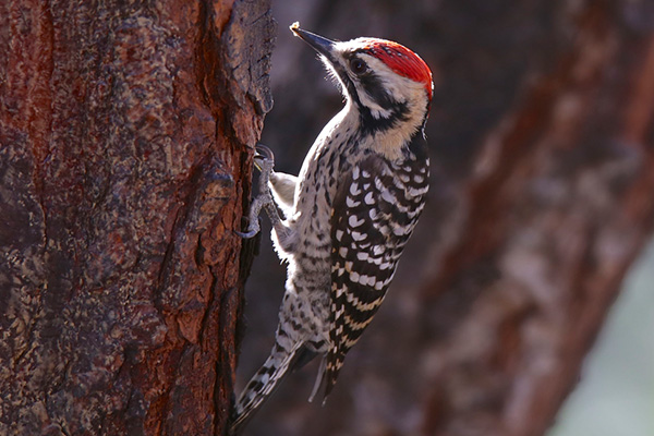 Ladder-backed Woodpecker