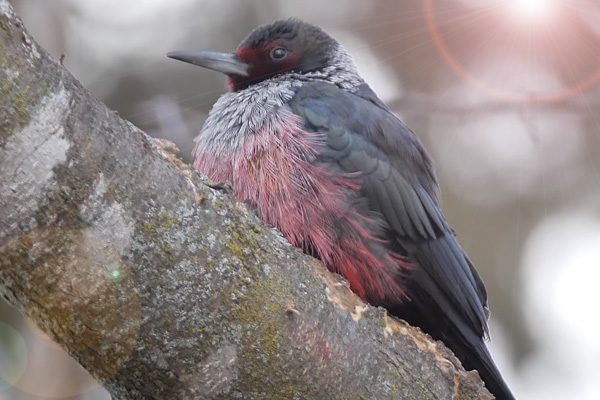 Lewis's Woodpecker