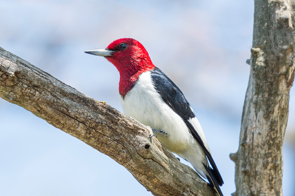 Red-headed Woodpecker