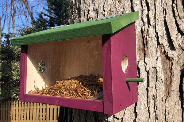 best bluebird feeders installed