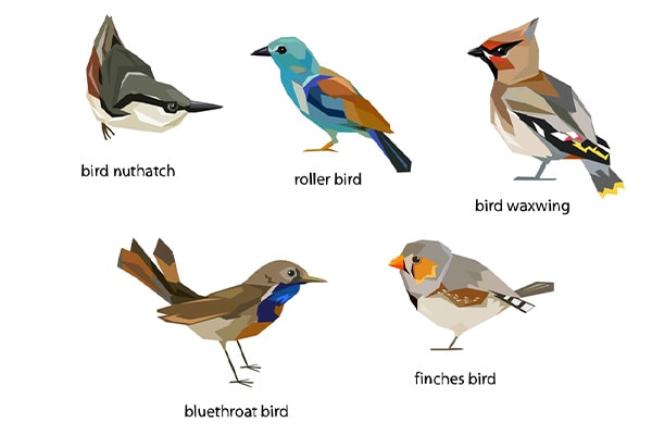 different bird tails