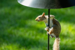 how to stop squirrels from climbing bird feeder pole