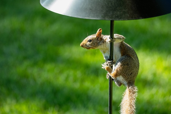 4 Tips & Techniques On How To Stop Squirrels From Climbing A Bird Feeder Pole