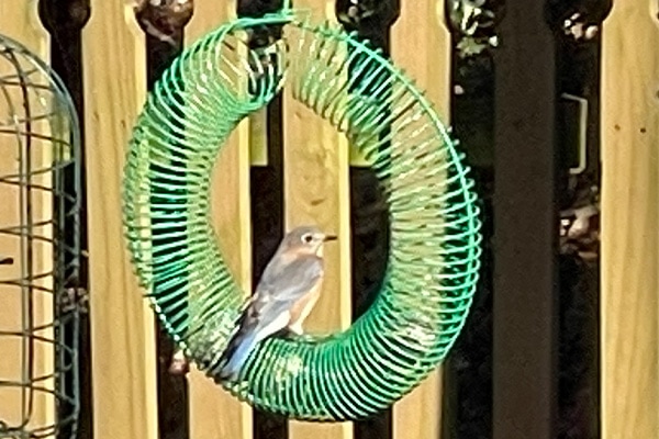 wreath suet ball feeder for bluebirds and other birds