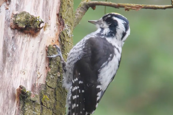 American Three-toed Woodpecker