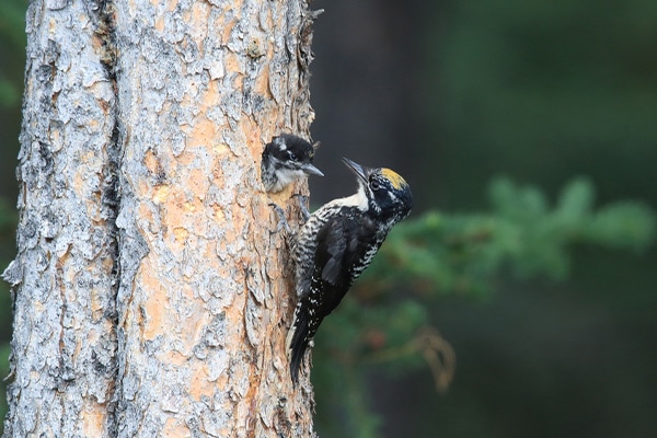 Black-backed Woodpecker