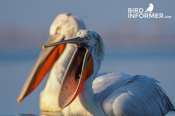 Bird Beaks Adaptations