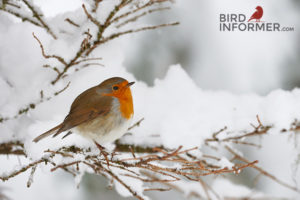 How do birds stay warm in winter