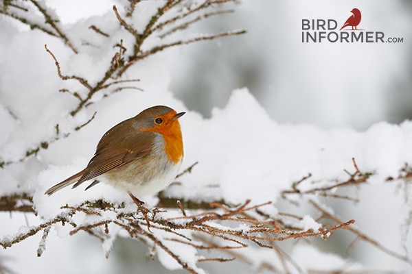 How Do Wild Birds Keep Warm in Winter & Survive?