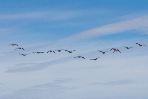 Birds Flying In Blue Skies
