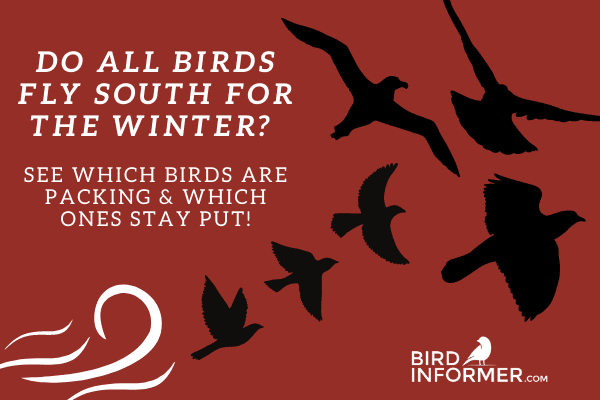 Do All Birds Fly South For The Winter