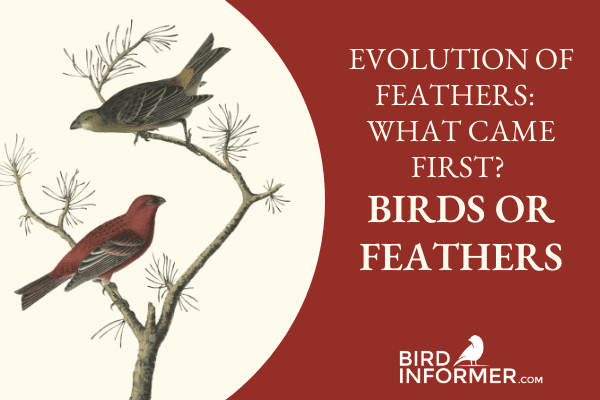 Evolution Of Feathers – What Came First? Birds Or Feathers?