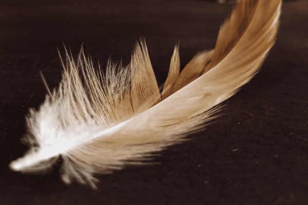 Feather Closeup